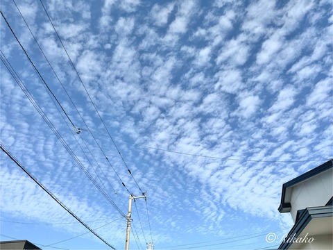 2025/08/31　うろこ雲　①