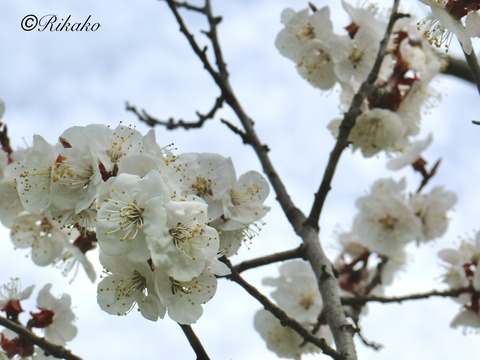 2023/04/30　梅　①