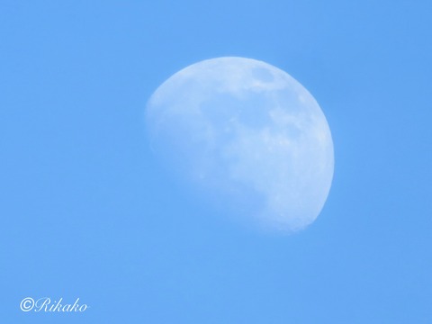 2024/06/17 夕方の月