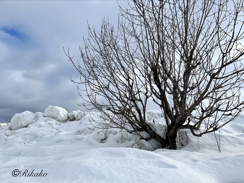 2026/01/22　耳鼻科へ　②