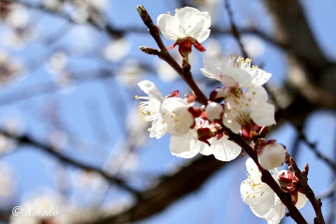 2026/04/30 桜と梅 ②