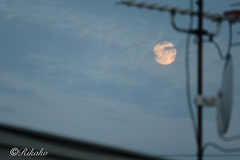 2024/06/20 夕刻の月 ①