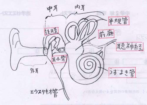 中学２年生理科 刺激と反応 1 耳 のしくみ 現役の理科塾講師が教える 理科を覚えるこつ