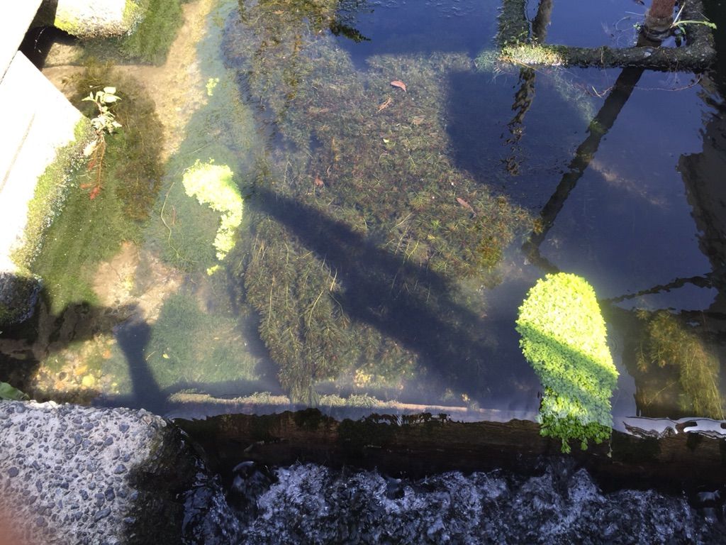 マツモが自生している場所発見 ミカク先生 三好美覚 の資料室