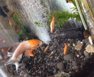 透明鱗金魚 絶不調 とりあえず