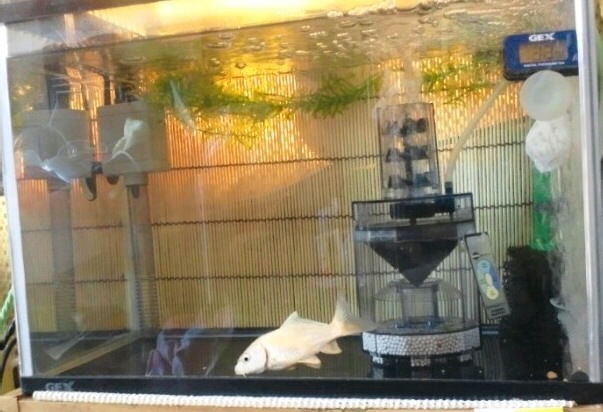 転覆病の鯉の食事と 盆栽鯉の子供のころ とりあえず