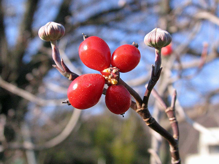 冬の赤い実 池沢 隆一 蝶 花の写真集 冬の赤い実 池沢 隆一 蝶 花の写真集