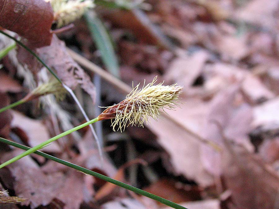 春の花 ジゴクノカマノフタ ハシリドコロ 池沢 隆一 蝶 花の写真集