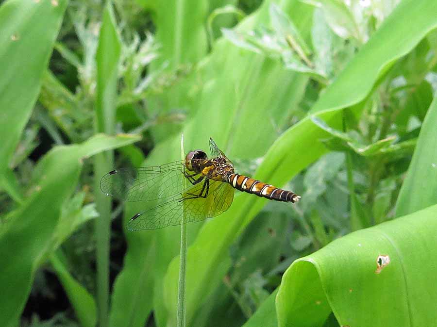 夏の蝶とトンボ 絶滅危惧種 池沢 隆一 蝶 花の写真集 夏の蝶とトンボ 絶滅危惧種 池沢 隆一 蝶 花の写真集