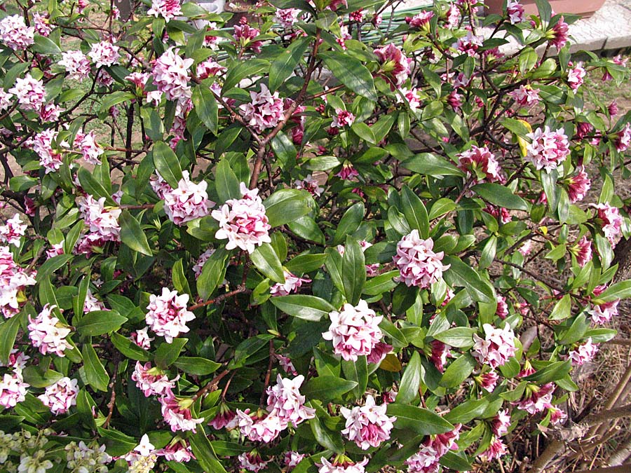 春の花 ネコヤナギ 池沢 隆一 蝶 花の写真集
