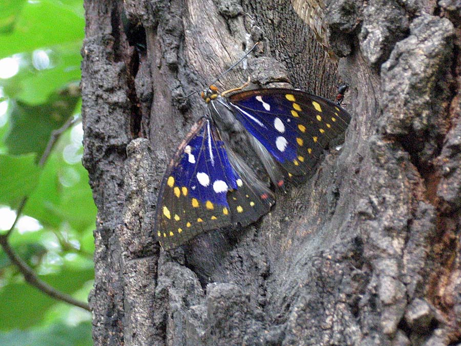 ２００７年７月里山の蝶 オオムラサキ 池沢 隆一 蝶 花の写真集