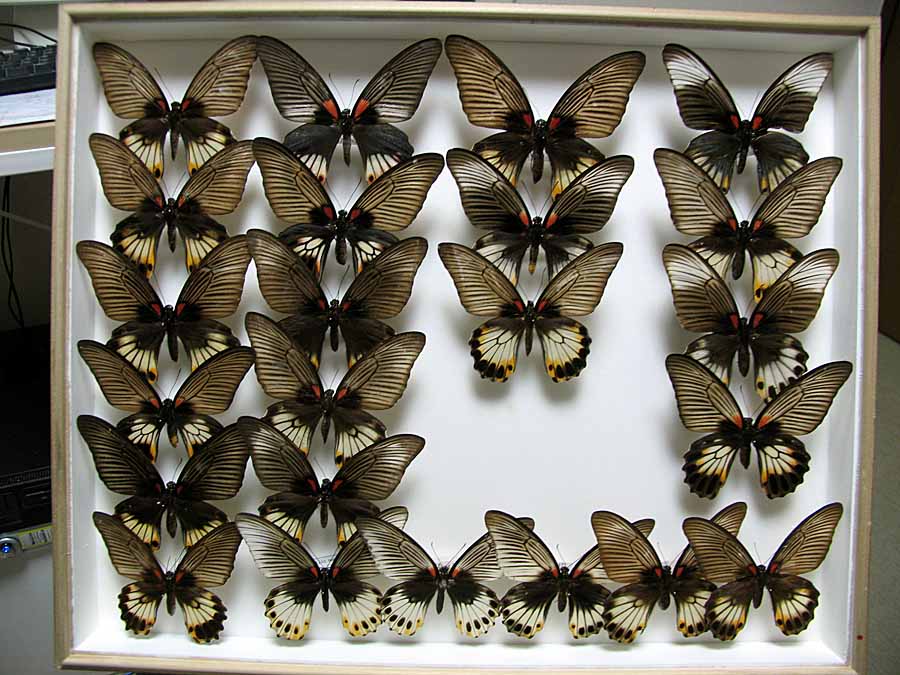 ナガサキアゲハ♀・シロオビアゲハ : 池沢 隆一 蝶・花の写真集