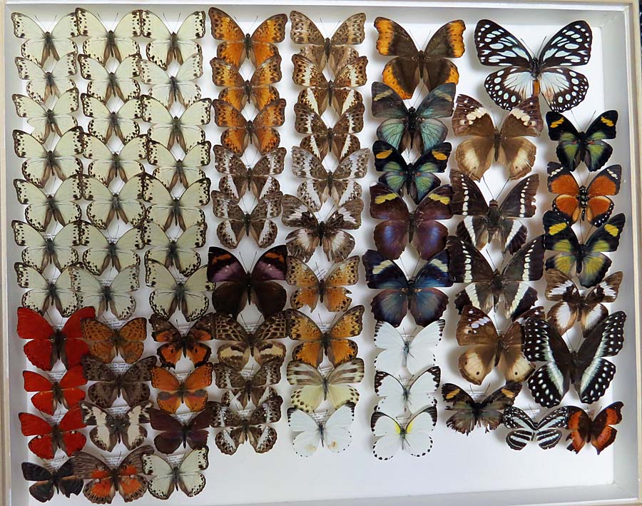 蝶の標本 アフリカの美しいシロチョウ 世界で最も美しい蝶40種（チョウ
