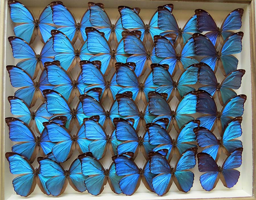 ｟蝶標本｠セセリチョウ類　４種 蝶標本｠セセリチョウ類4種