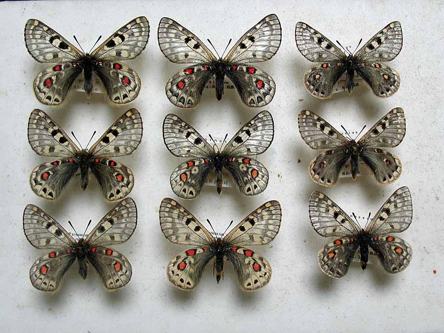 acco przewalskii : 池沢 隆一 蝶・花の写真集