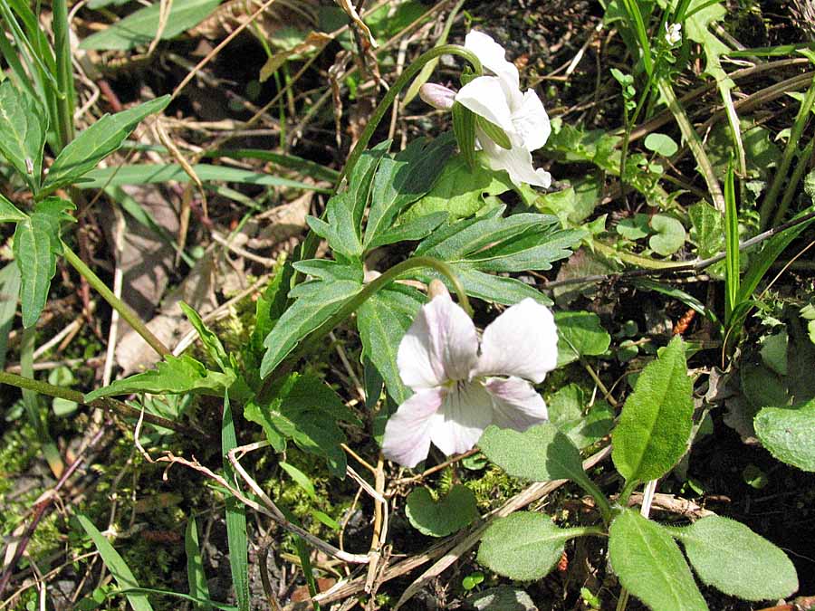 春の花 エイザンスミレ ゲンゲ 池沢 隆一 蝶 花の写真集