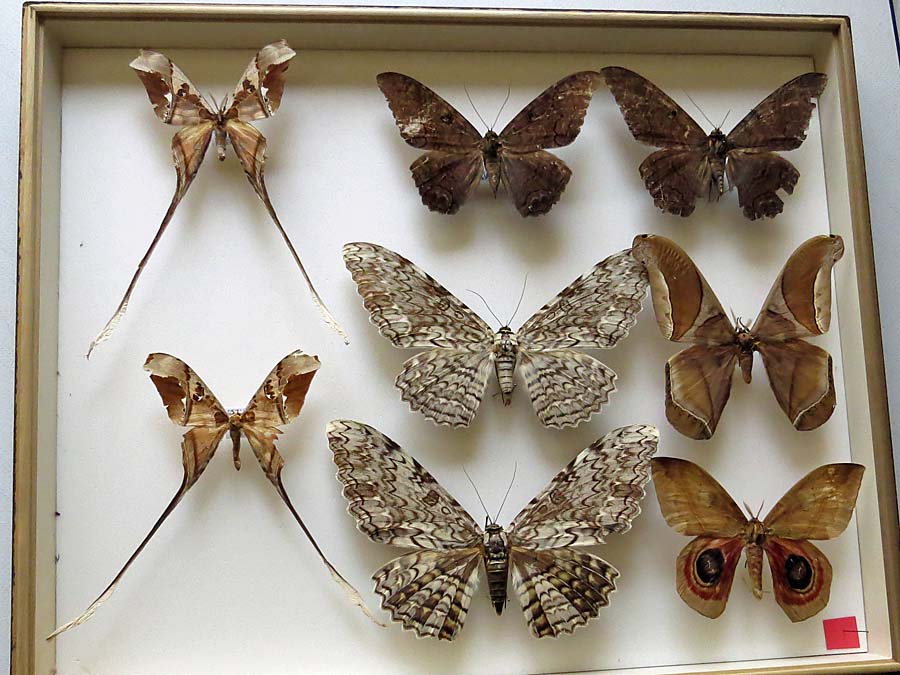 コレクション2 : 池沢 隆一 蝶・花の写真集