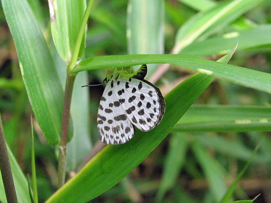 ２００７年７月里山の蝶 オオムラサキ 池沢 隆一 蝶 花の写真集