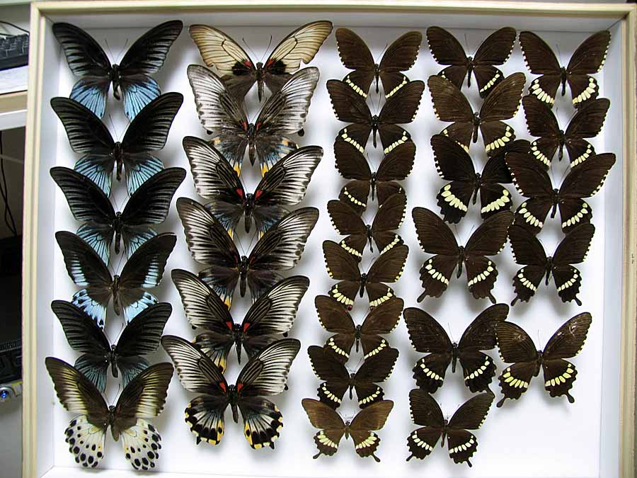 ナガサキアゲハ♀・シロオビアゲハ : 池沢 隆一 蝶・花の写真集