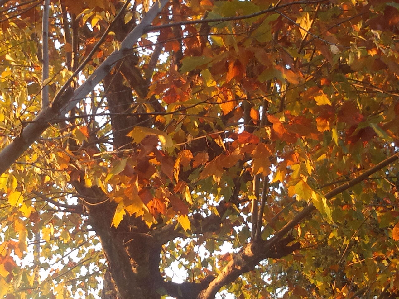群馬の森 近所の紅葉2013 池沢 隆一 蝶 花の写真集 群馬の森 近所の紅葉2013 池沢 隆一 蝶 花の写真集