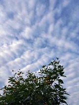 IMG_1522