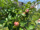 IMG_3976