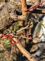 IMG_7619