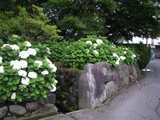 shiroajisai