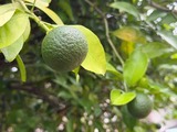 IMG_8056