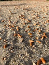 IMG_1786