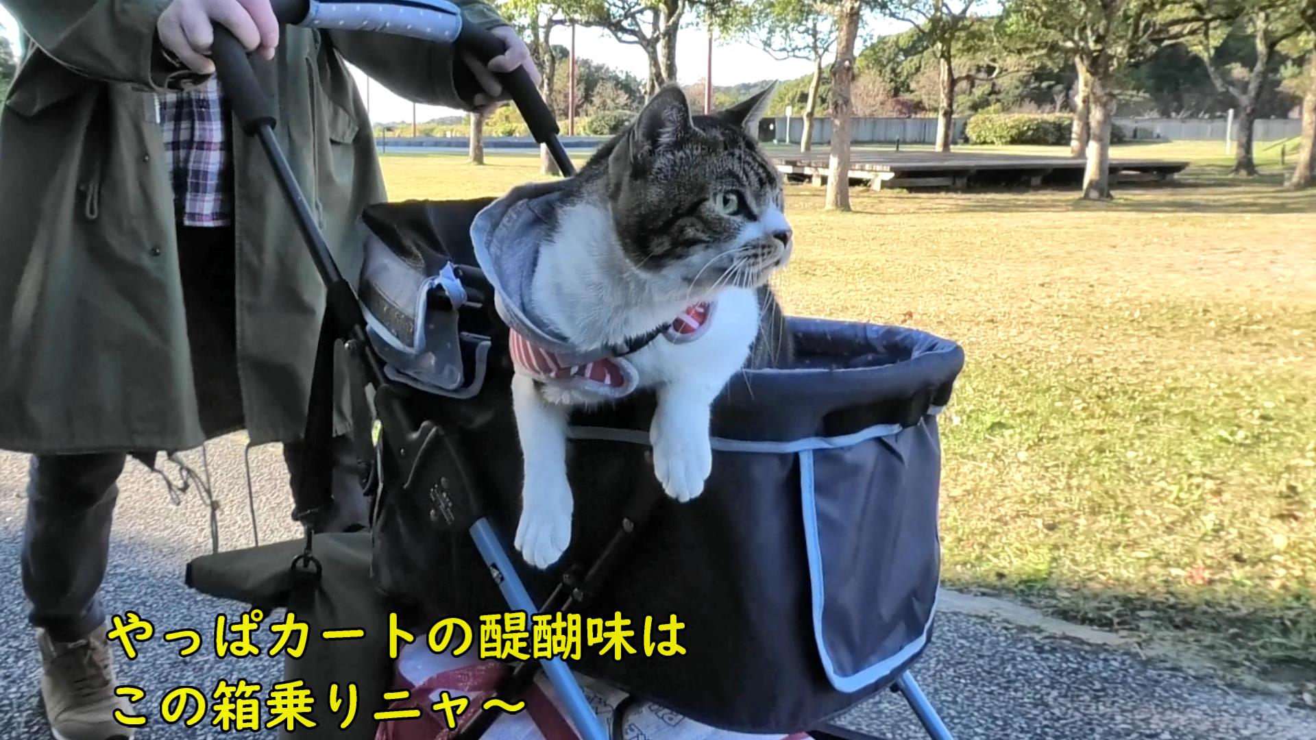 箱乗りする猫が可愛い 猫動画 リキちゃんねる 猫とお出かけ リキちゃんねるブログ 猫とおいしいもの 箱乗りする猫が可愛い 猫動画 リキちゃんねる 猫とお出かけ リキちゃんねるブログ 猫とおいしいもの