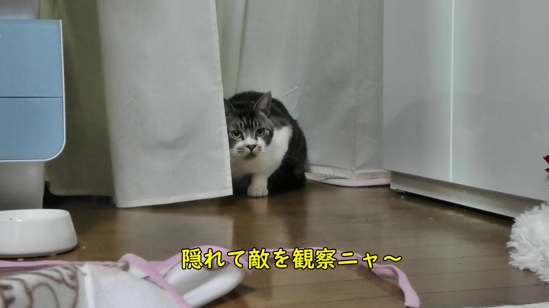 見えないところから襲ってくる猫が可愛い 猫動画 Youtube リキちゃんねる リキちゃんねるブログ 猫とおいしいもの