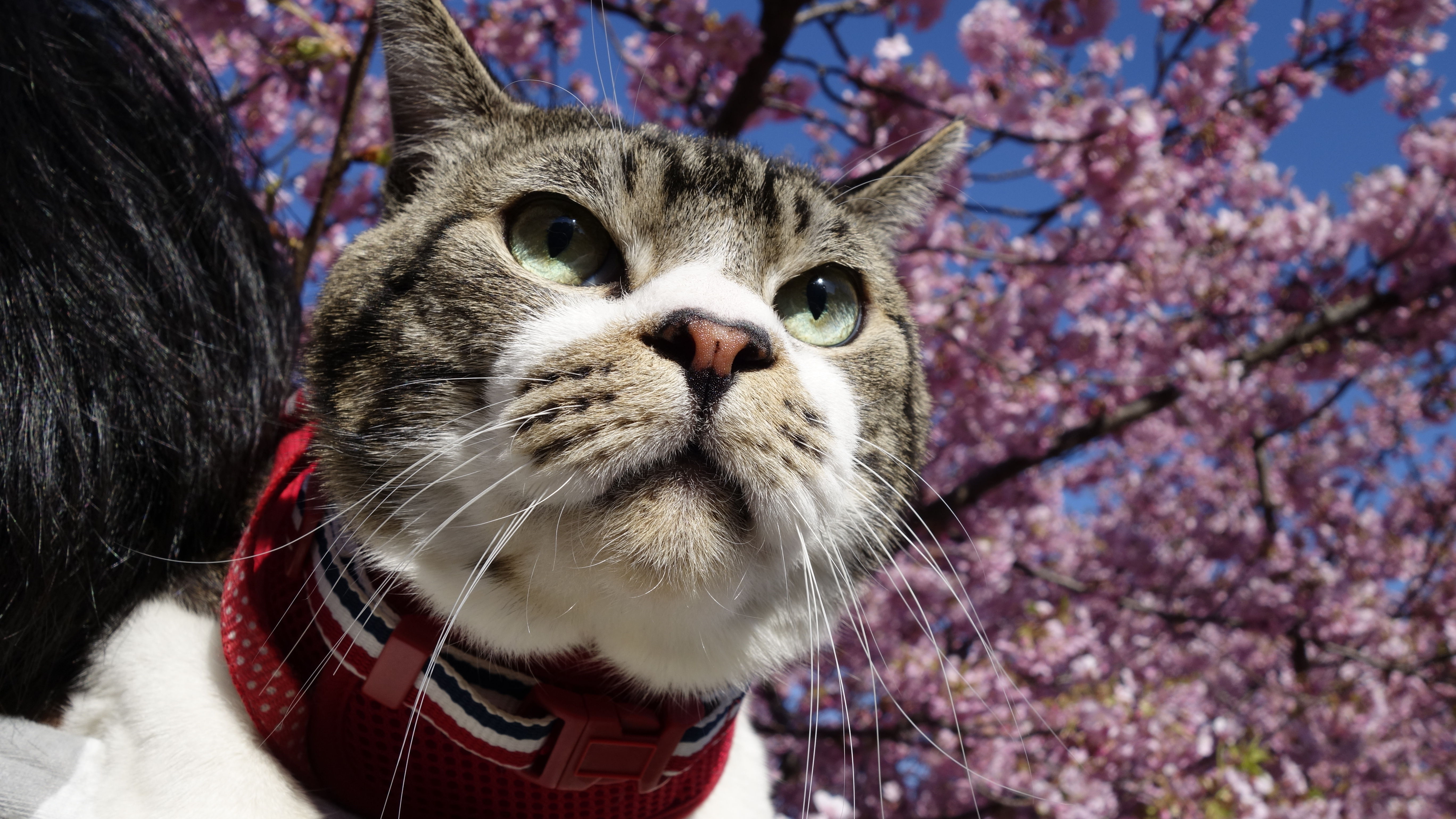 猫動画 猫と一緒にお花見へ 色鮮やかで美しい河津桜とリキちゃん リキちゃんねるブログ 猫とおいしいもの 猫動画 猫と一緒にお花見へ 色鮮やかで美しい河津桜とリキちゃん リキちゃんねるブログ 猫とおいしいもの