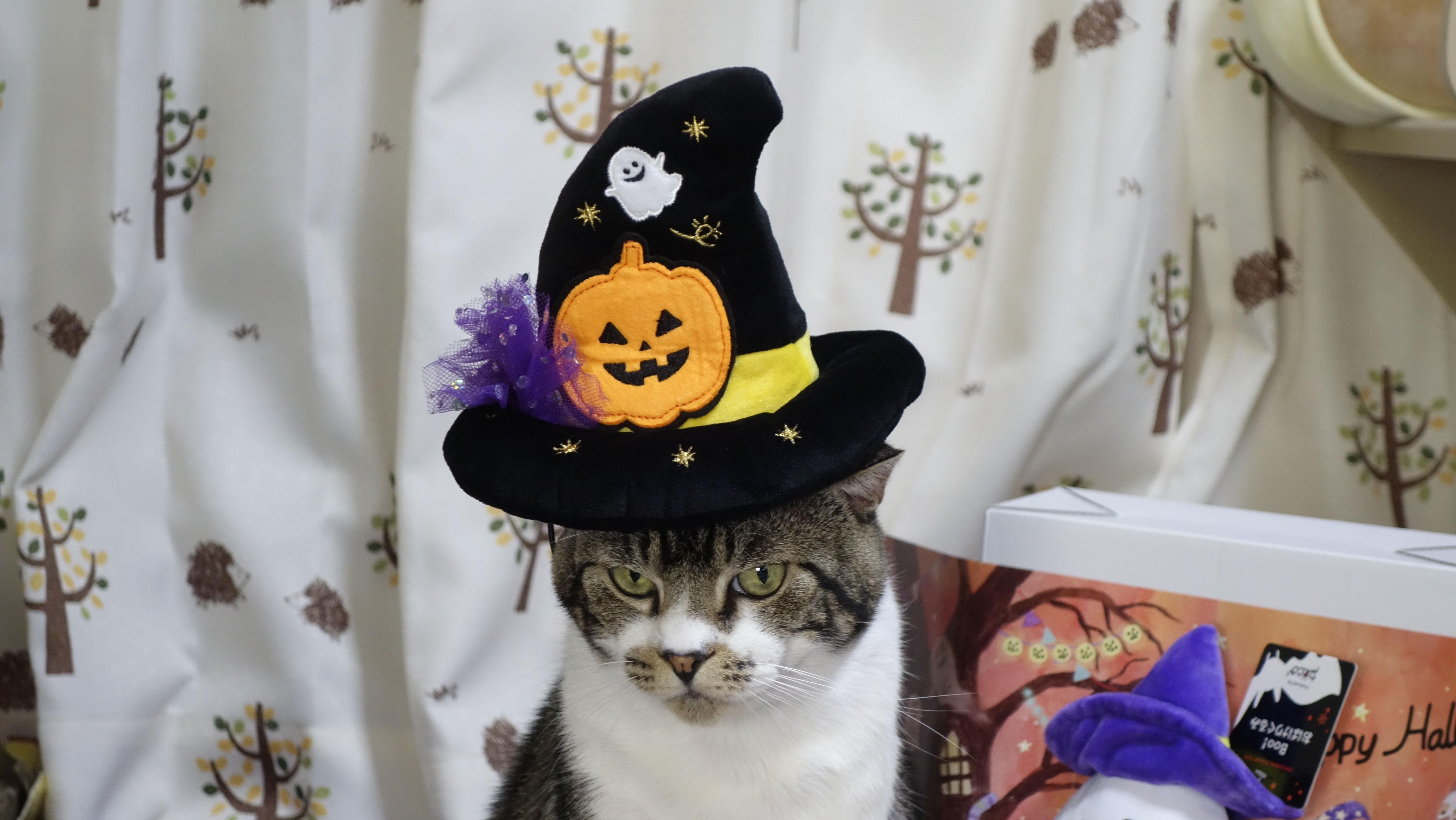おばけに猫キックかますリキちゃん 10月号のペコボックスはハロウィン 猫動画 猫ちゃん用グッズ紹介 リキちゃんねるブログ 猫とおいしいもの おばけに猫キックかますリキちゃん 10月号のペコボックスはハロウィン 猫動画 猫ちゃん用グッズ紹介 リキちゃんねるブログ 猫とおいしいもの