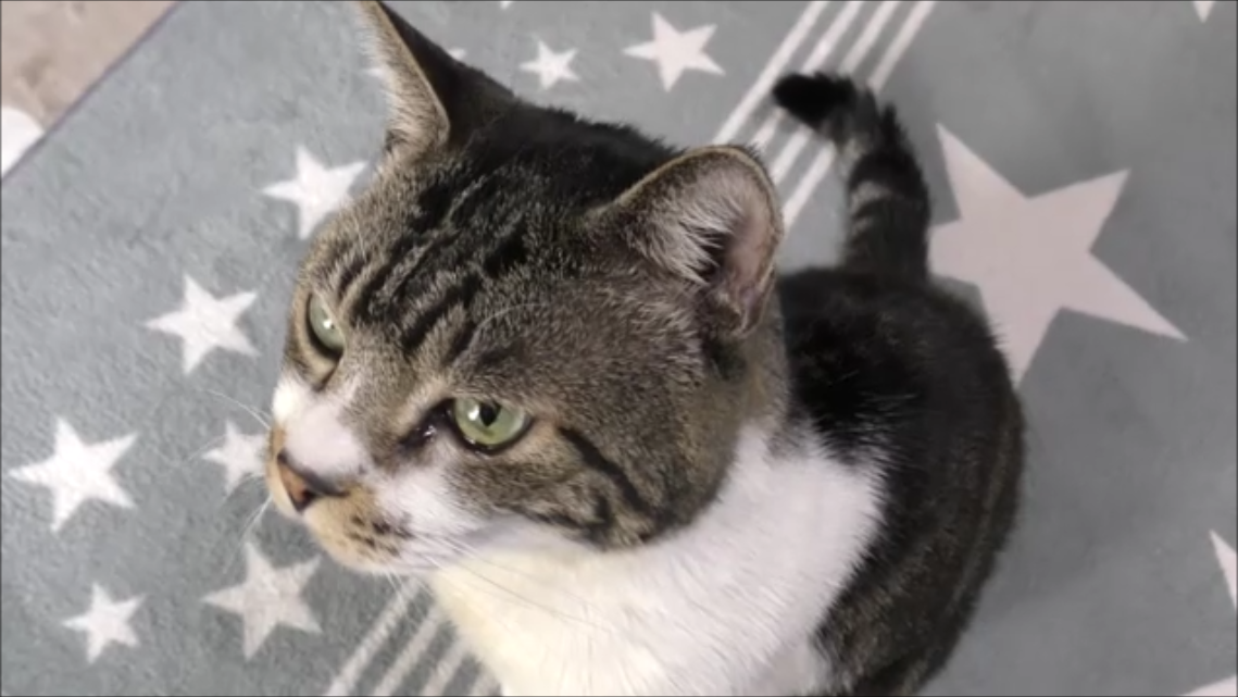 猫動画 猫も寒い ストーブにかじりつく猫が可愛すぎる リキちゃんねるブログ 猫とおいしいもの 猫動画 猫も寒い ストーブにかじりつく猫が可愛すぎる リキちゃんねるブログ 猫とおいしいもの