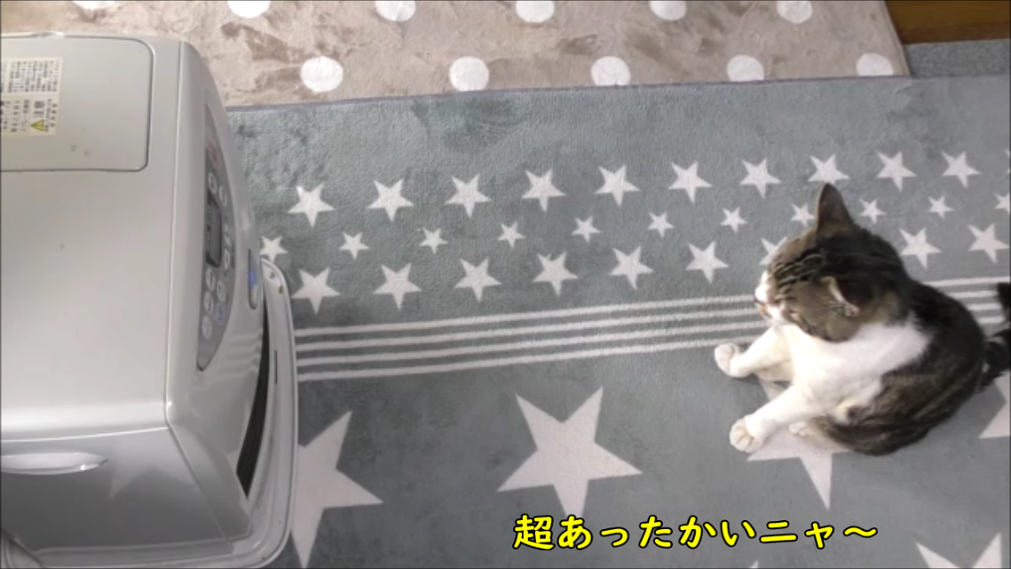 猫動画 猫も寒い ストーブにかじりつく猫が可愛すぎる リキちゃんねるブログ 猫とおいしいもの 猫動画 猫も寒い ストーブにかじりつく猫が可愛すぎる リキちゃんねるブログ 猫とおいしいもの
