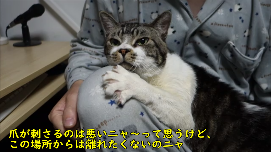 猫動画】変な体勢でも膝にしがみつくのをやめない猫 : リキちゃんねる 