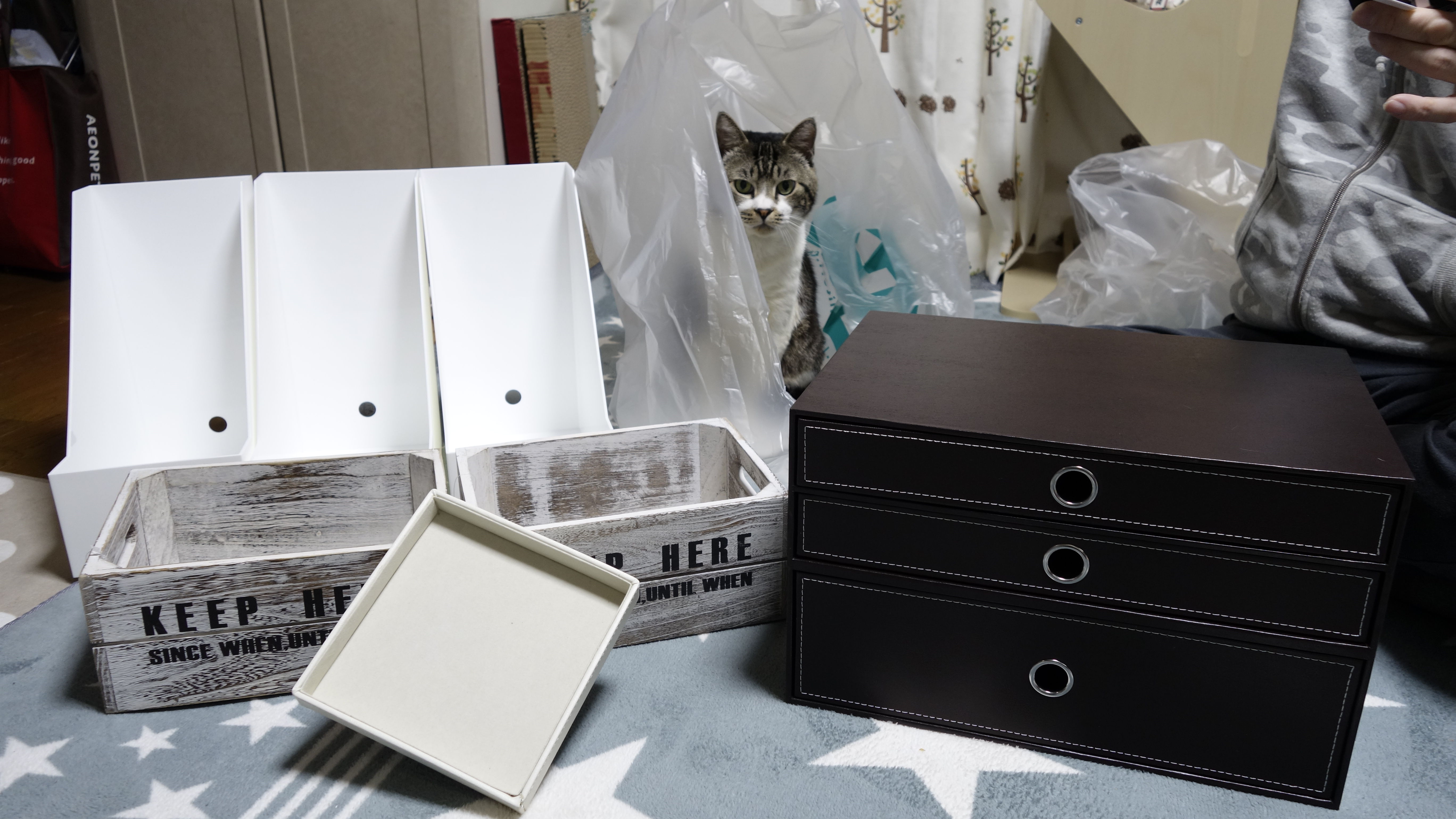 猫動画 チェックは我先にする猫リキちゃん ニトリの収納グッズ購入品紹介 リキちゃんねるブログ 猫とおいしいもの