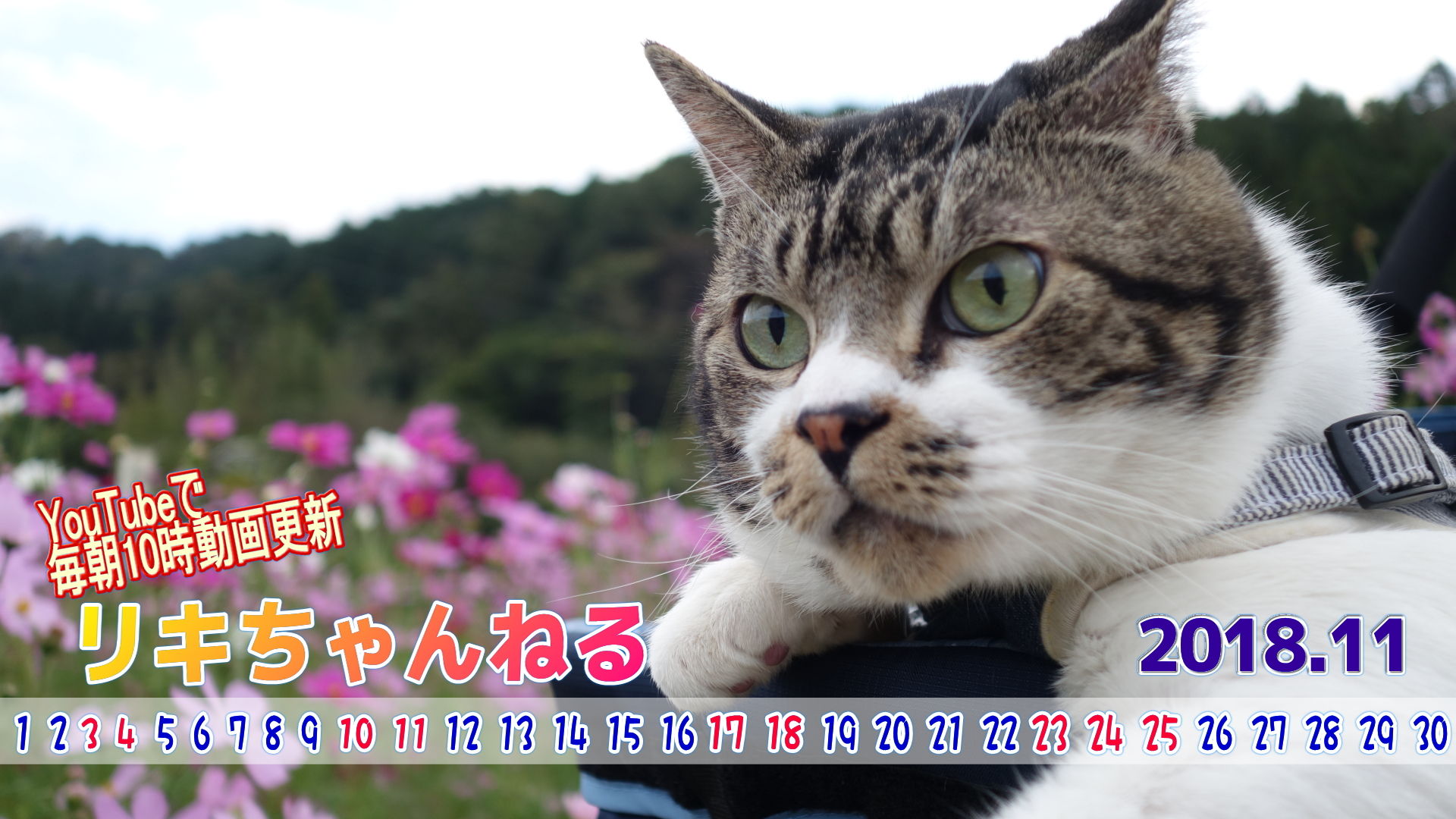 トップレート ねこ鍋 壁紙 あなたのための壁紙画像 Itulahkabegami