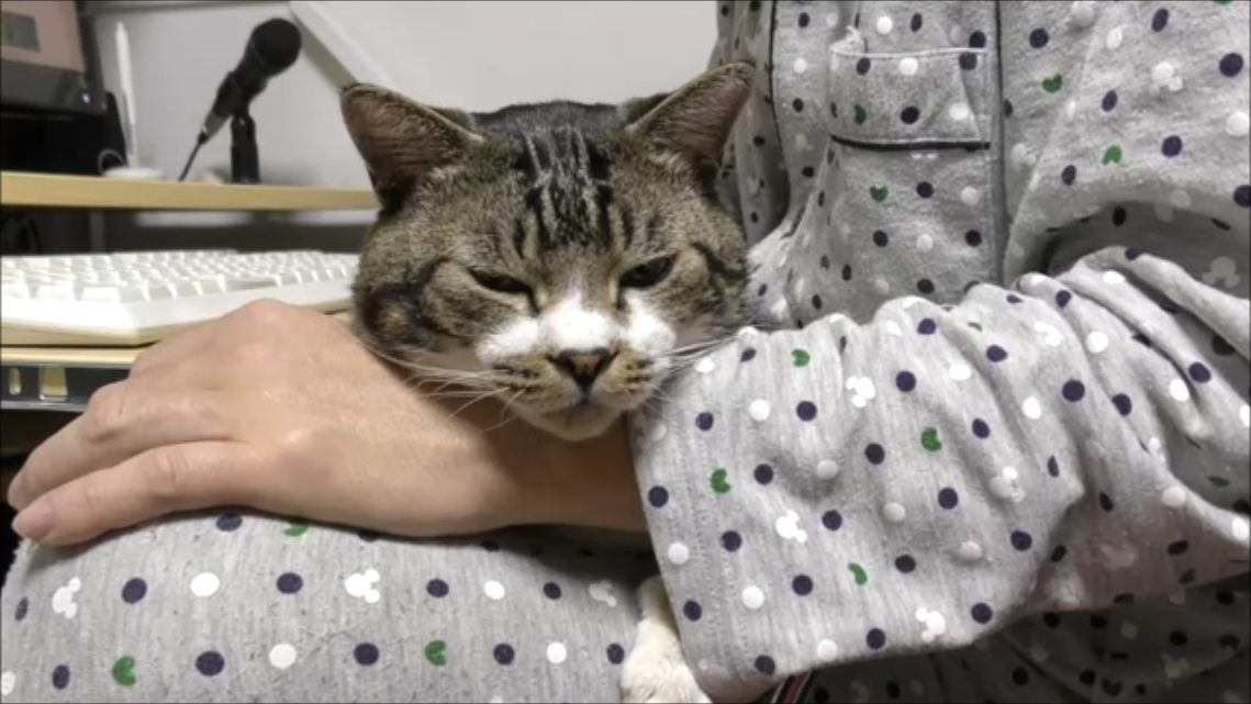 猫動画 超絶眠そうな顔した猫の目の前にごちそうを出したら リキちゃんねるブログ 猫とおいしいもの