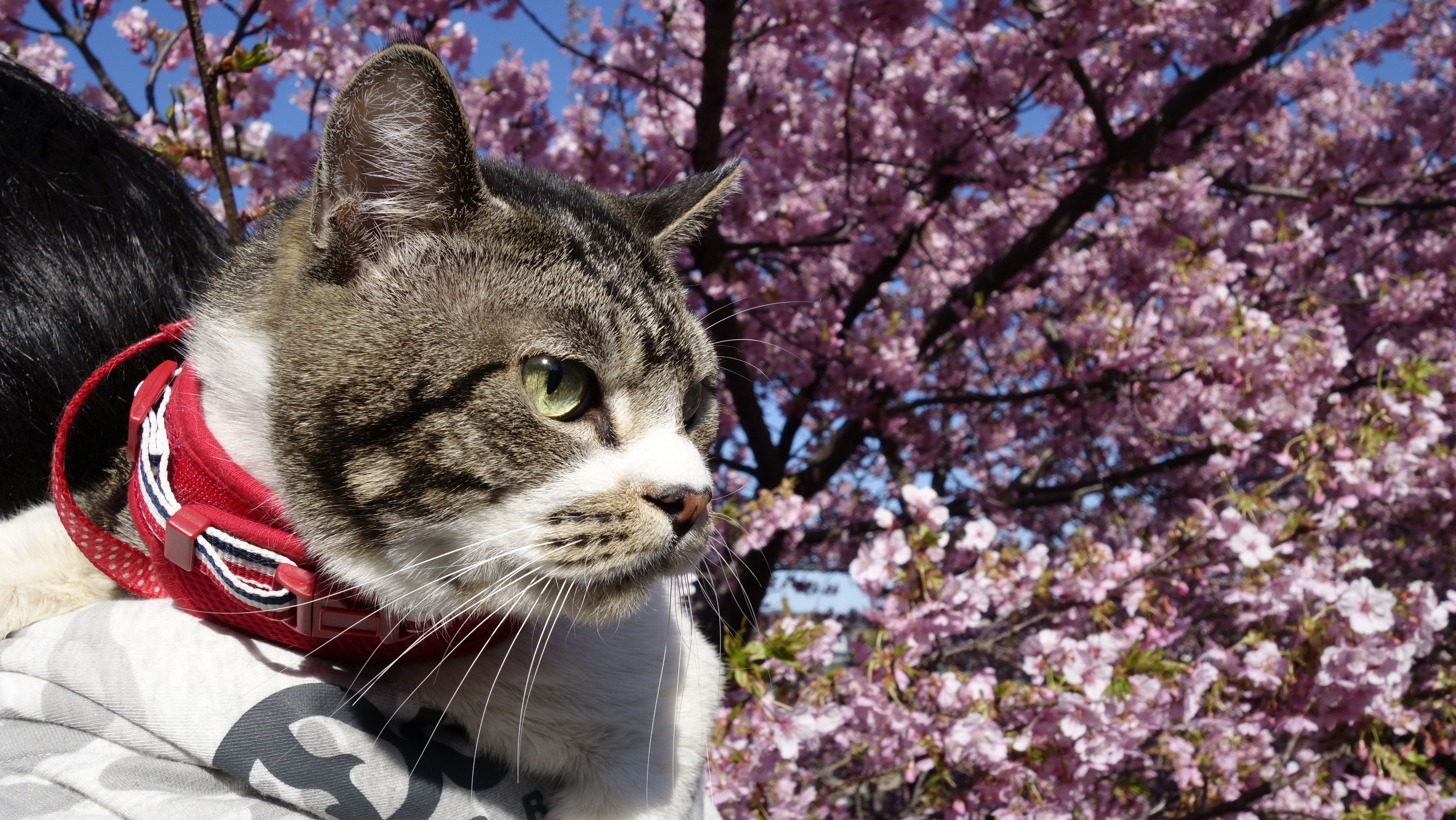 猫動画 猫と一緒にお花見へ 色鮮やかで美しい河津桜とリキちゃん リキちゃんねるブログ 猫とおいしいもの 猫動画 猫と一緒にお花見へ 色鮮やかで美しい河津桜とリキちゃん リキちゃんねるブログ 猫とおいしいもの