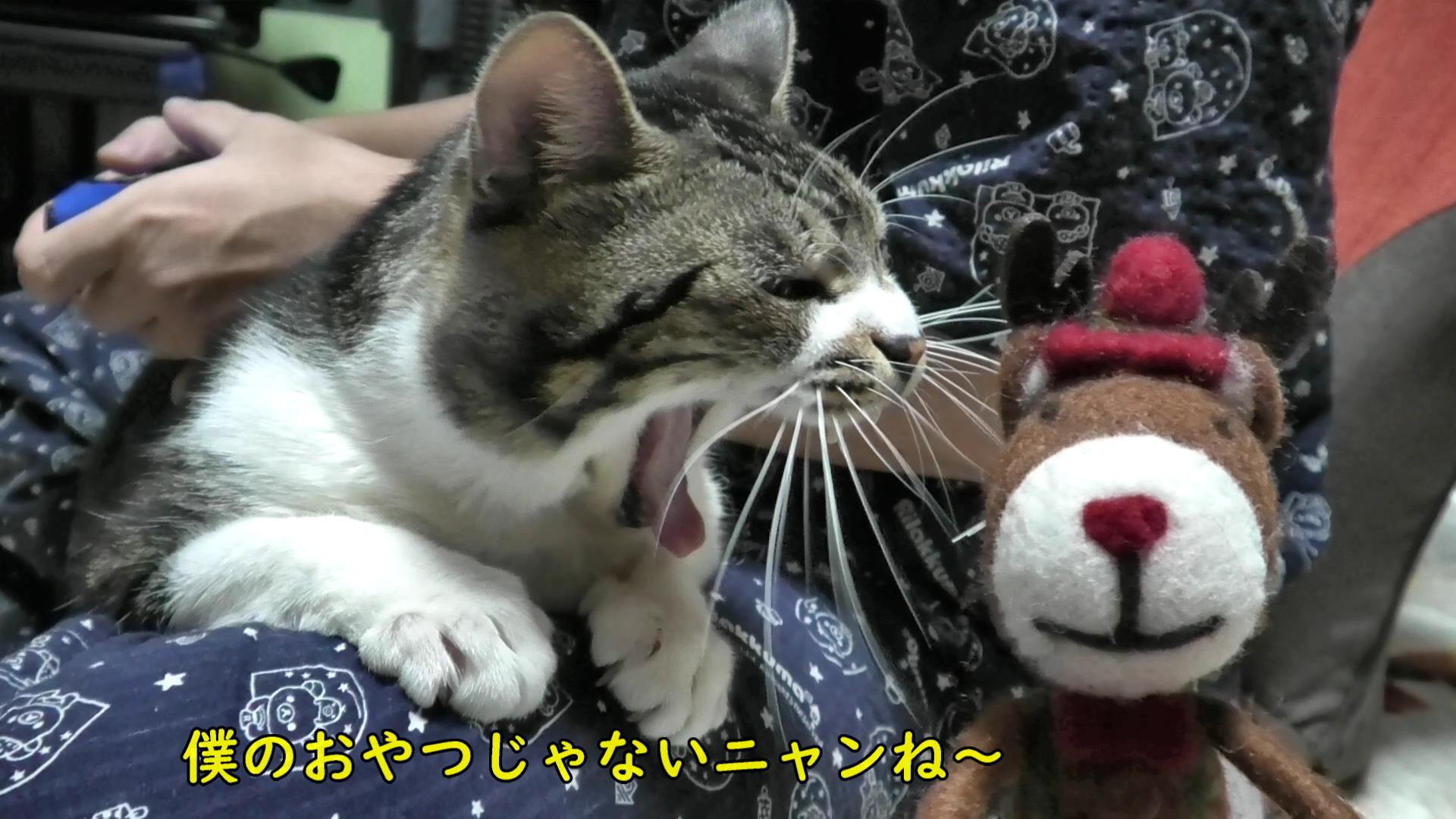 ひざから絶対動かないマンな猫リキちゃん 猫動画 Youtube リキちゃんねるブログ 猫とおいしいもの