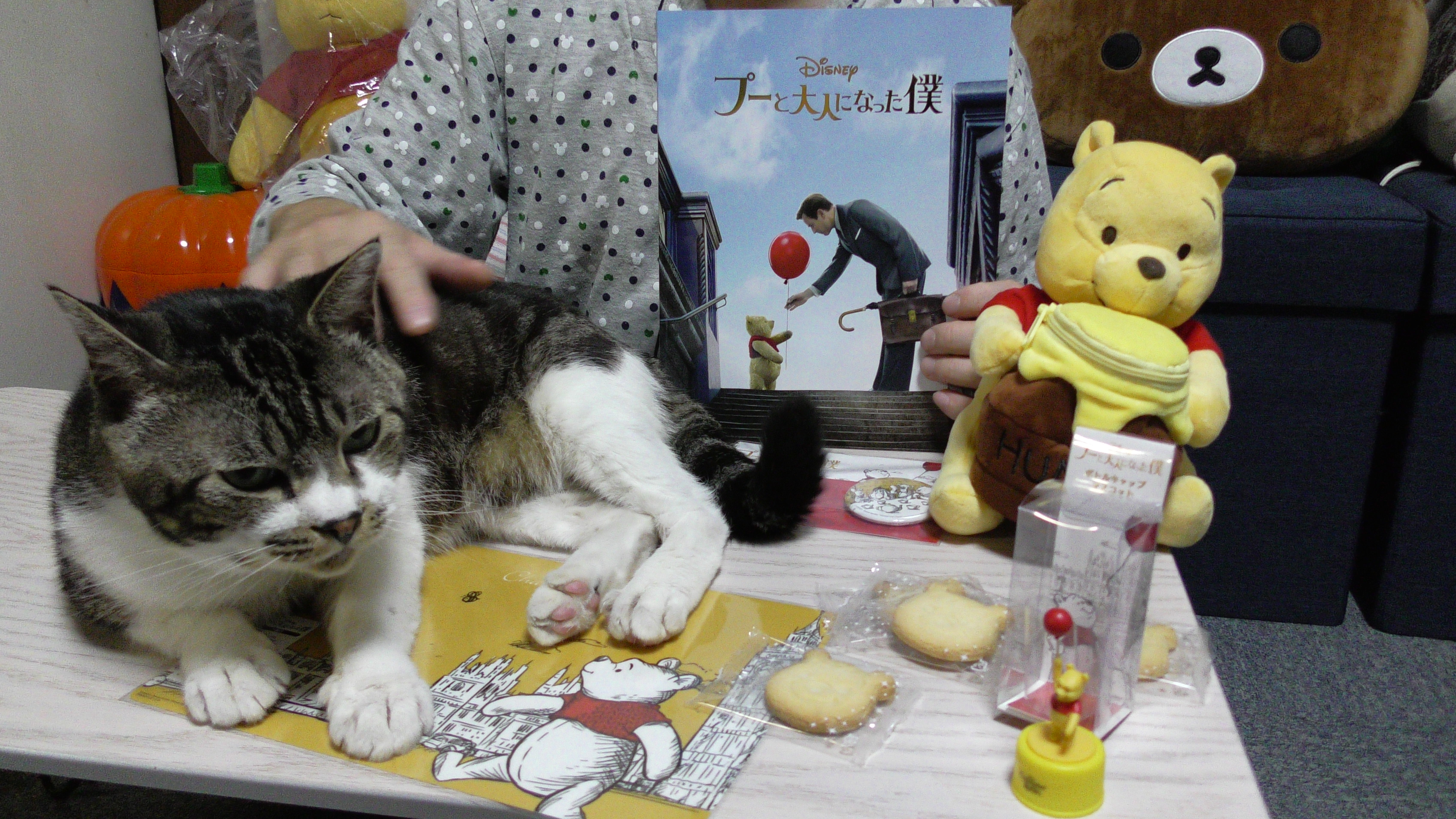 猫動画 猫とプーさんで購入品紹介したらこんなに面白い プーと大人になった僕グッズの紹介 リキちゃんねるブログ 猫とおいしいもの
