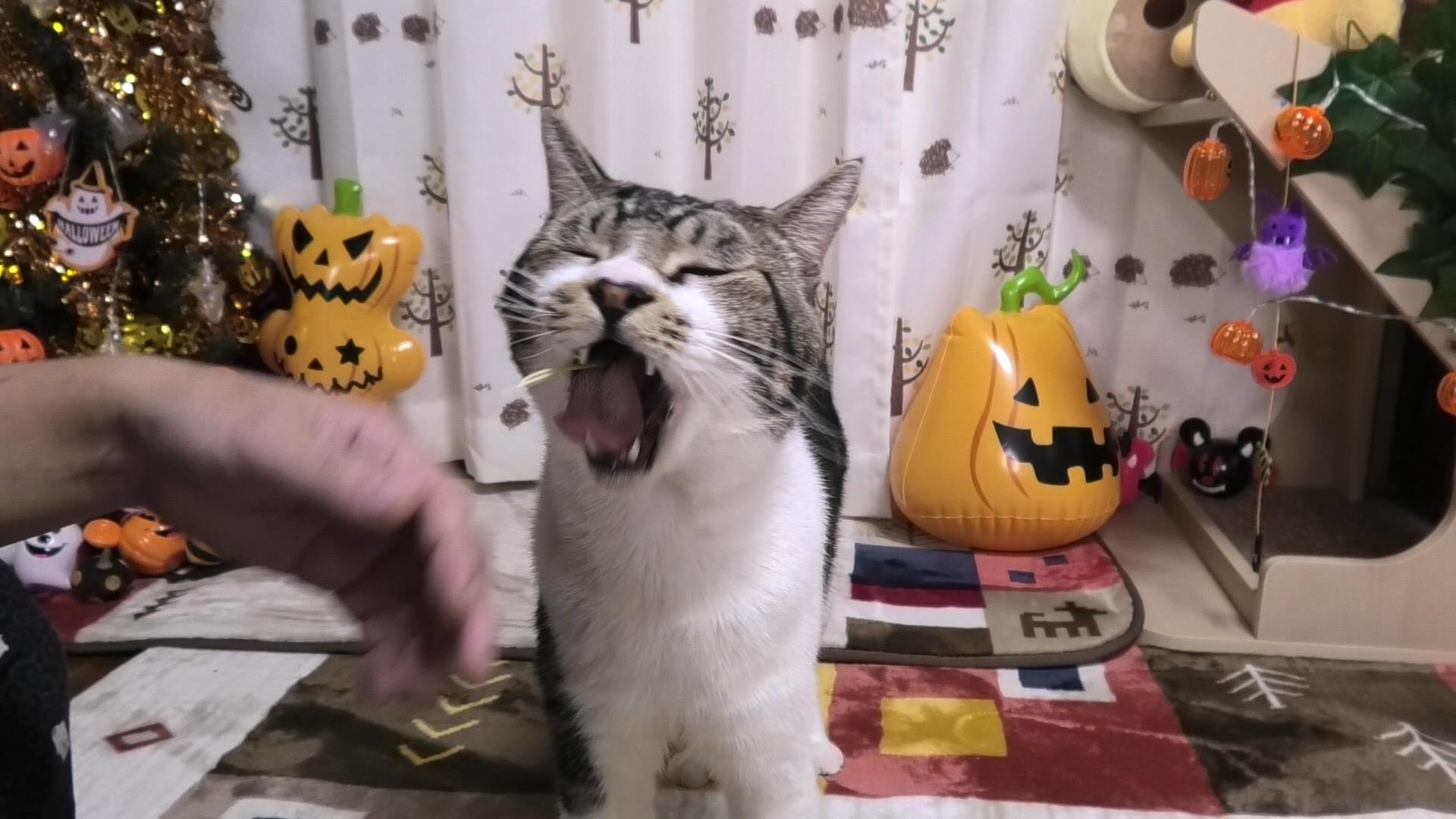衝撃映像あり 猫草大好きにゃんこ もりもり食べて 最終的にしょぼんとしてしまう リキちゃんねるブログ 猫とおいしいもの 衝撃映像あり 猫草大好きにゃんこ もりもり食べて 最終的にしょぼんとしてしまう リキちゃんねるブログ 猫とおいしいもの