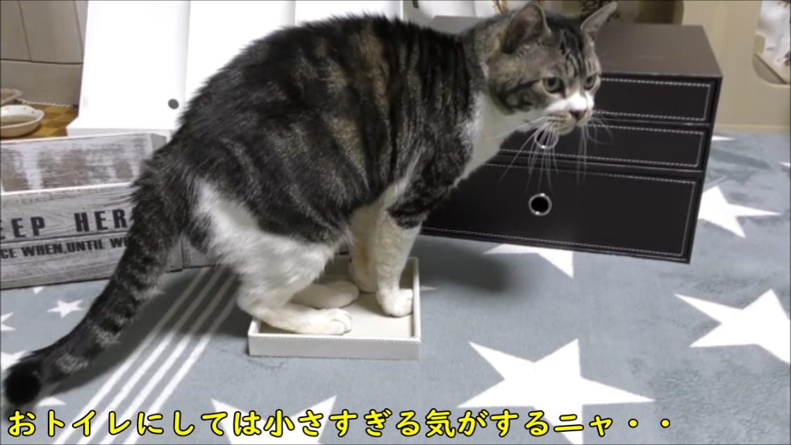 猫動画 リキちゃんの面白い特技が炸裂 後ろ足ケリケリ リキちゃんねるブログ 猫とおいしいもの