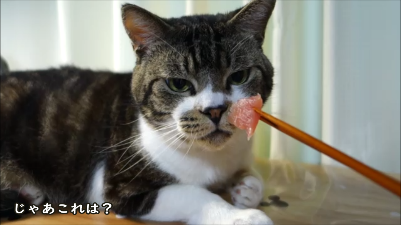 猫動画 まぐろは大好きだけと食べるのめっちゃ下手な猫 リキちゃんねるブログ 猫とおいしいもの