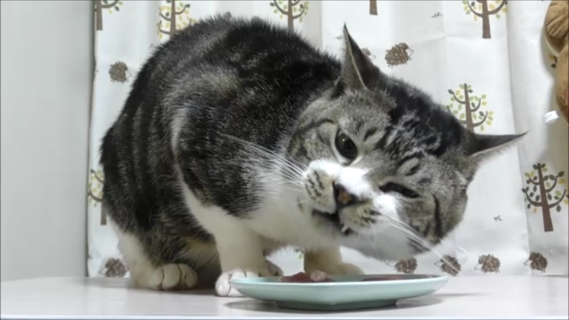 猫動画 リキちゃんのホワイトデー まぐろのおさしみを食べる猫 リキちゃんねるブログ 猫とおいしいもの 猫動画 リキちゃんのホワイトデー まぐろのおさしみを食べる猫 リキちゃんねるブログ 猫とおいしいもの