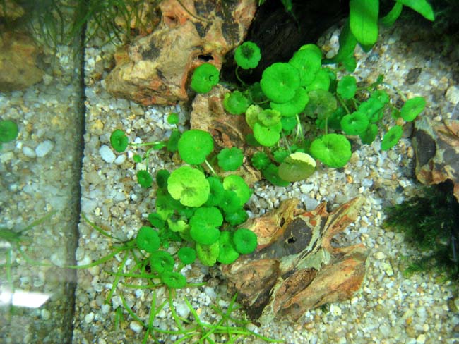 水草トリミング そして問題発生 水草とメダカの水槽備忘録