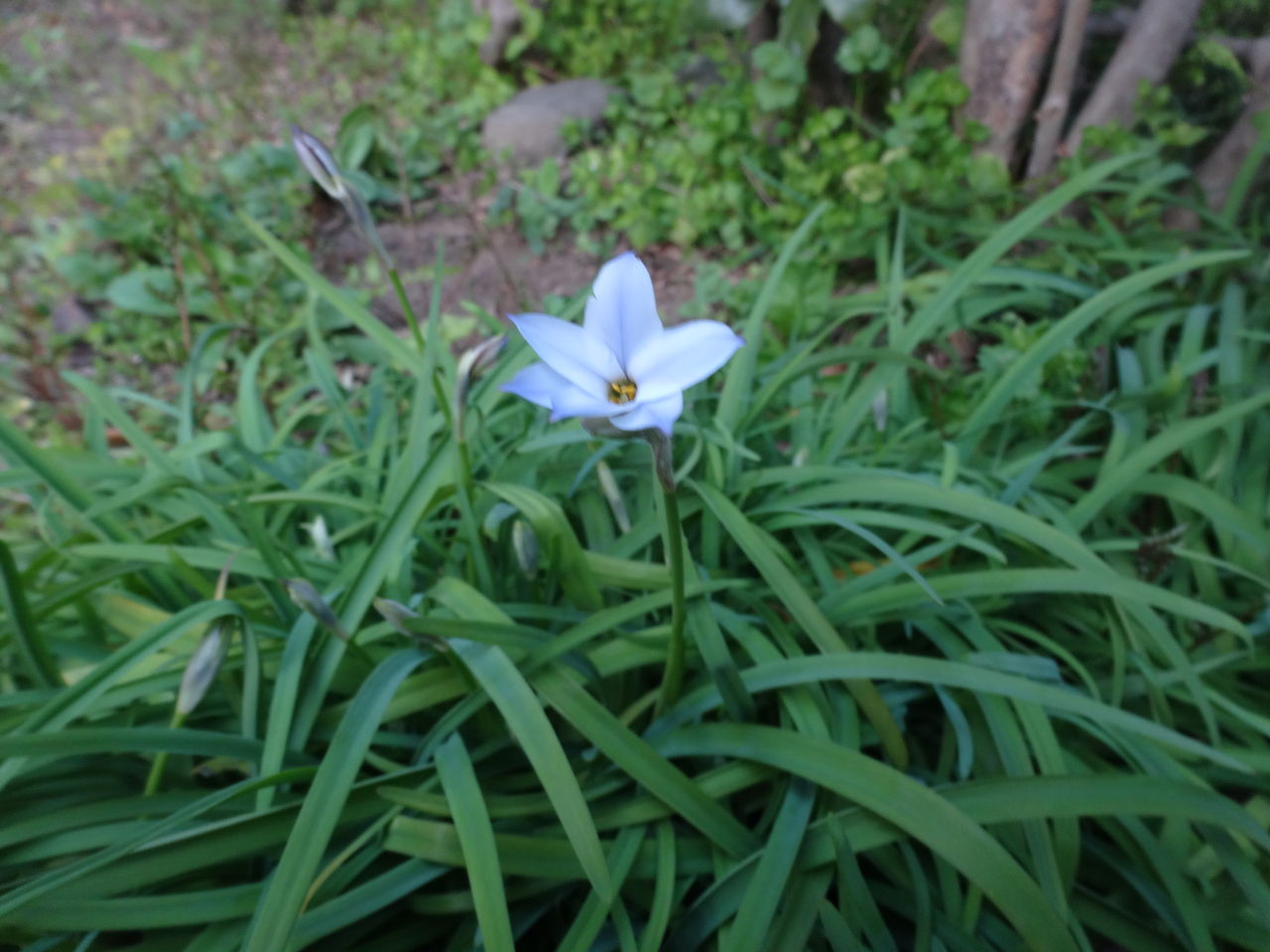 庭石菖 続々 日々割り稽古