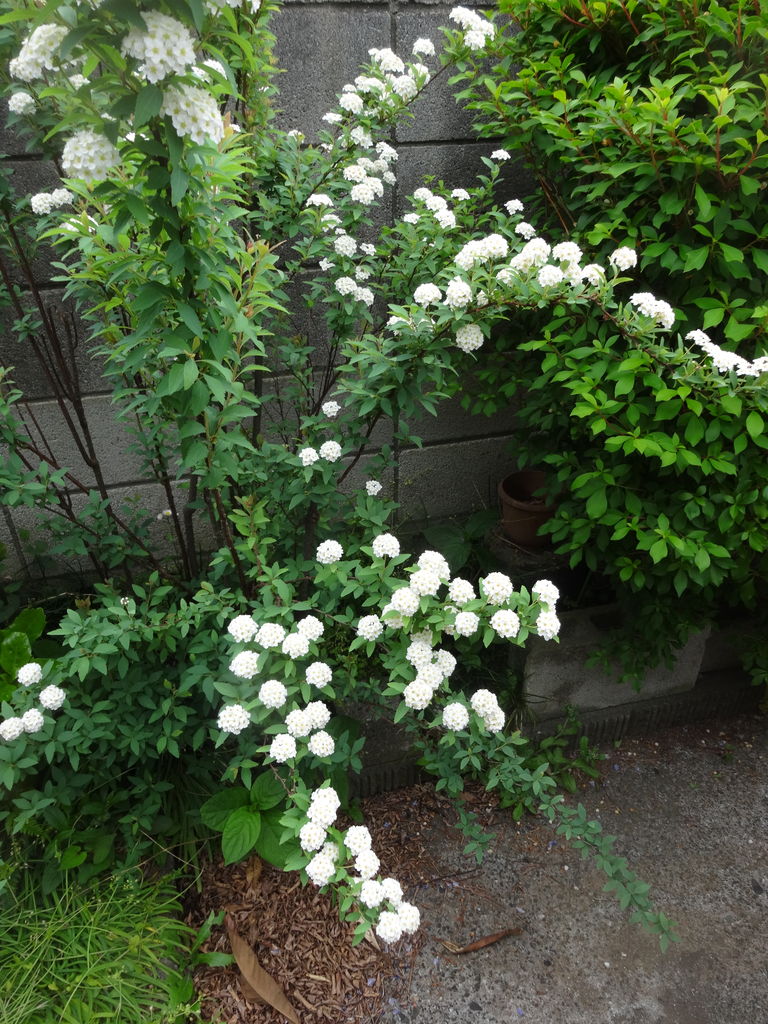 庭の花 戌0423 続々 日々割り稽古 庭の花 戌0423 続々 日々割り稽古
